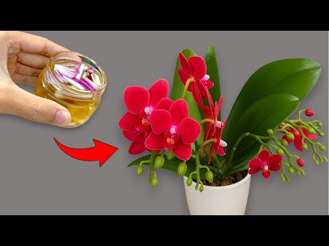 Видео: 🌸Я вылила 1 бутылку под корни! Просто волшебно! Орхидея сразу же зацвела, не переставая.