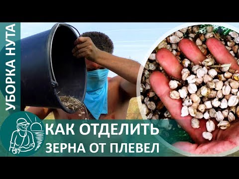 Видео: ☘ Уборка урожая нута: как быстро очистить нут от шелухи вручную