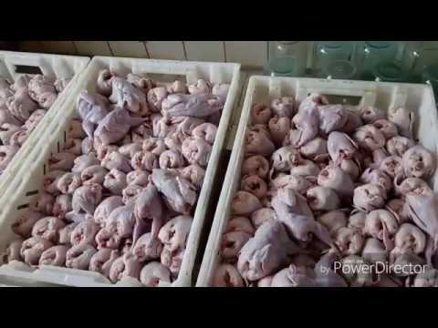 Видео: Ферма перепелиная на 50000 голов