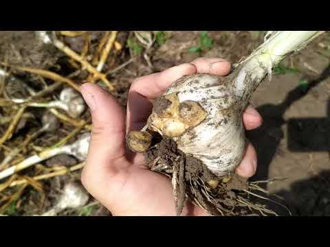 Видео: РОКАМБОЛЬ - УРОЖАЙ РАЗНИЦА МЕЖДУ КИПРИОТОМ И ЄГИПЕТСЬКИМ  16.07.2021 г