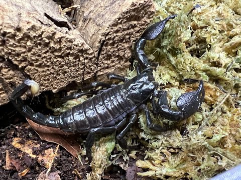 Видео: Pandinus imperator, Император Скорпион переселение и уход