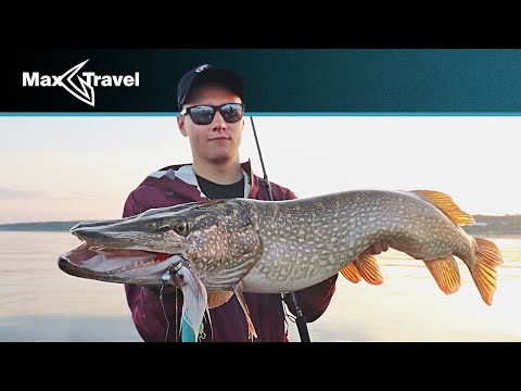 Видео: БЕЗОТКАЗНЫЕ ПРИМАНКИ для КРУПНОЙ ЩУКИ! РЫБАЛКА со спиннингом на БИГБЕЙТЫ  СВИМБЕЙТ, БАКТЕЙЛ, МЫШЬ,