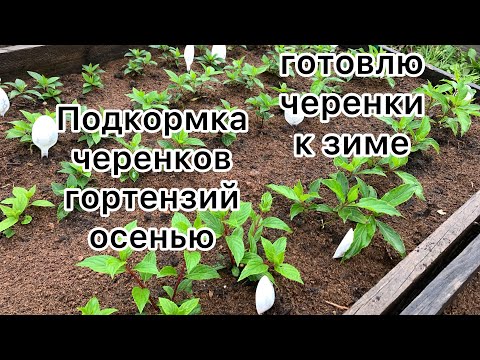 Видео: ОСЕНЯЯ ПОДКОРМКА ЧЕРЕНКОВ ГОРТЕНЗИЙ. Готовлю черенки к зиме