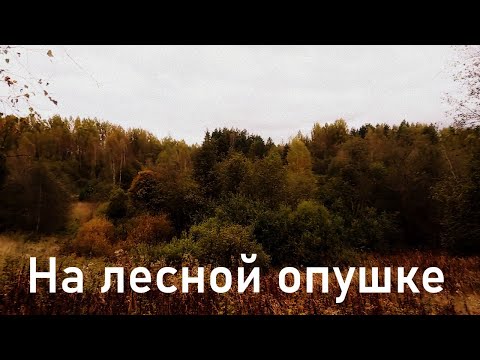 Видео: Гуляем по опушке осеннего леса, встречая грибочки.