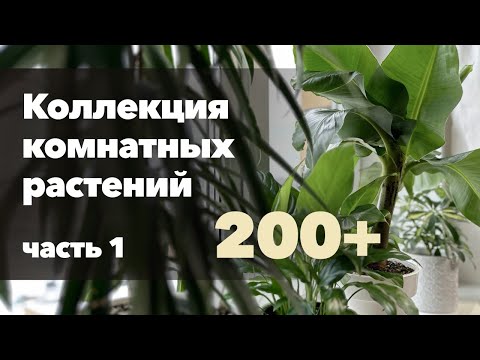 Видео: Обзор моей коллекции комнатных растений » Декабрь 2022