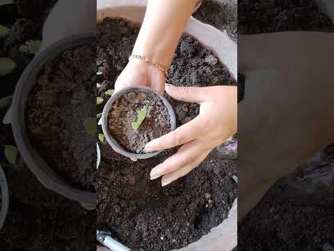 Видео: Декабрист гулуно кам коруу. Декабрист (шлюмбергера,зигакактус)уход, размножение, пересадка