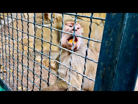 Видео: Люська дала мне понять, что ОНА НЕ НАЕЛАСЬ и нужно побольше ей ПРИНЕСТИ ВКУСНЯШЕК!