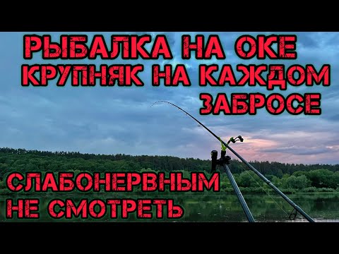 Видео: РЫБАЛКА на ОКЕ КРУПНЯК на КАЖДОМ ЗАБРОСЕ СЛАБОНЕРВНЫМ НЕ СМОТРЕТЬ