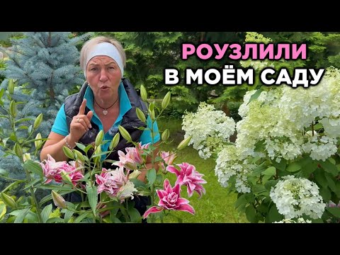 Видео: Роузлили в моём саду!