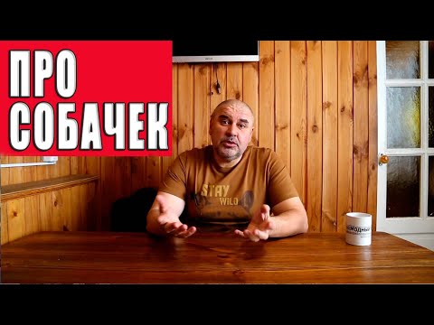 Видео: Про собачек.