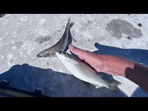 Видео: Крокодилски платерини в Несебър!