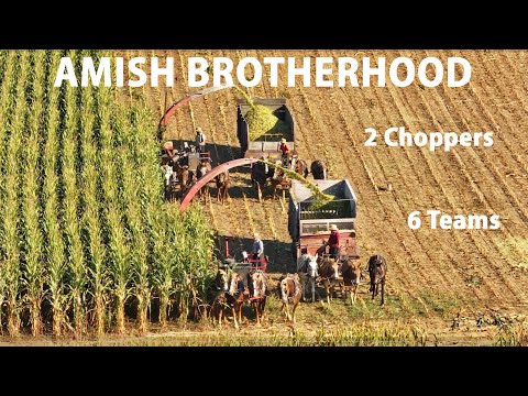 Видео: БРАТСТВО на Земле АМИШЕЙ...Соседи помогают соседям во время сбора урожая в округе Ланкастер