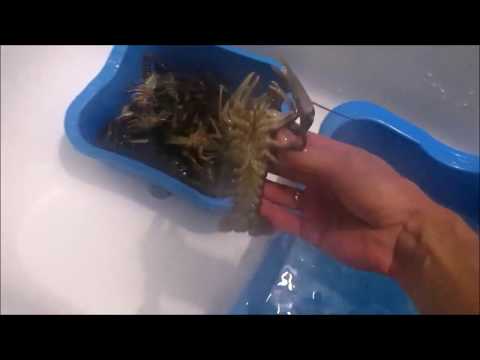 Видео: как правильно варить и хранить вареных раков!