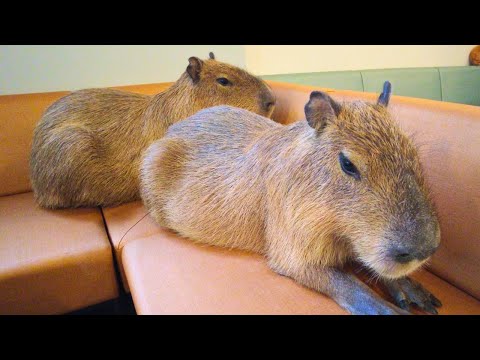 Видео: Недавно открытое кафе Capybara в Японии Токио 😍 Cafe Capyba