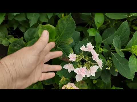 Видео: Обзор гортензий в теплице 30 апреля 2024 г.