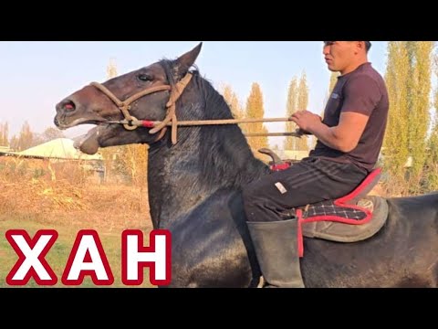 Видео: ХаН Жапалактын Аты🔥