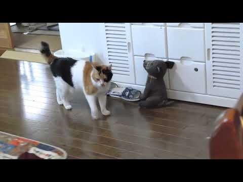 Видео: Веселая Мии-тян играет одна 🟠