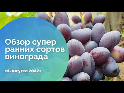 Видео: Обзор супер ранних сортов нашего виноградника 12.08.2022. Алтайский край, г. Барнаул