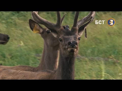 Видео: Кто такие Маралы?