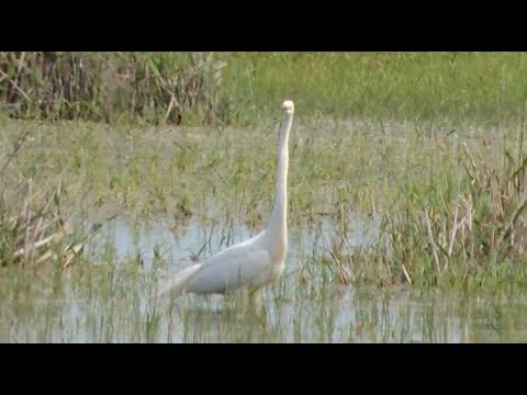 Видео: Разведка к берегу озера Капчагай, 24.05.2022