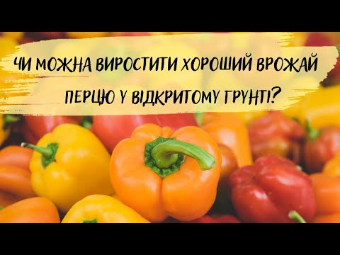 Видео: Чи можна виростити хороший врожай перцю у відкритому грунті?