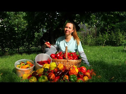 Видео: Собираем урожай сладкого перца, некоторые сорта удивили по количеству плодов.