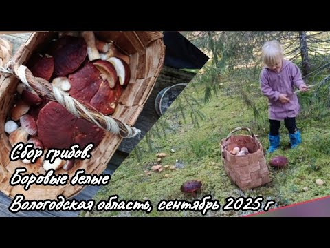 Видео: Сбор грибов. Боровые белые. Верховажский р-он Вологодской области, сентябрь 2025 г