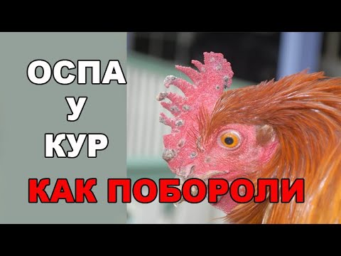 Видео: Как лечить Оспу.  Профилактика  ДКБ