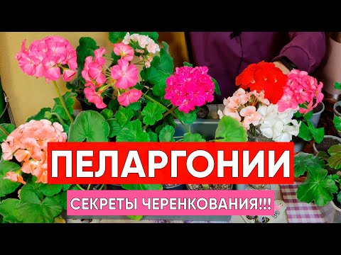 Видео: Как черенковать пеларгонию весной? Хотите размножить герани, а нет возможности выращивать из семян?