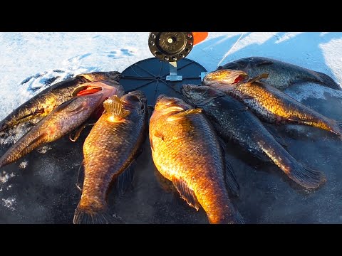 Видео: РЫБАКИ В ШОКЕ, как я ловлю крупных ротанов! ПЕРВЫЙ ЛЁД
