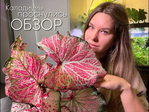 Видео: Мои КАЛАДИУМЫ/Обзор коллекции/Уход.