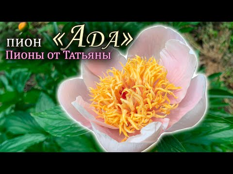 Видео: Пион "Ada"
