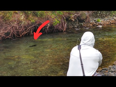 Видео: ЛОВЛЯ НАХЛЫСТОМ: СУПЕР-СТРАШНАЯ ФОРЕЛЬ В ЧИСТОЙ ВОДЕ! 4K [Новая Зеландия]