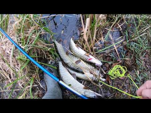 Видео: ❗ЖОР ЩУКИ ПЕРЕД ЛЕДОСТАВОМ НА ЖИВЦА!! ловля щуки в ноябре