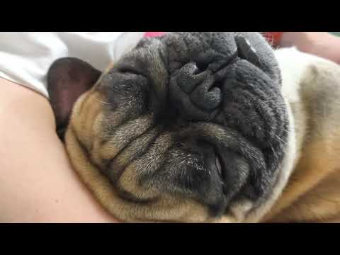 Видео: Мини дед #французскийбульдог #собака #собакаприколы #бульдоги #funnydogvideos #frenchbulldog #dogs