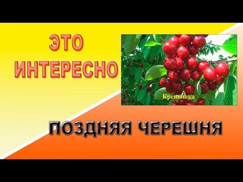 Видео: Это интересно. Поздняя черешня