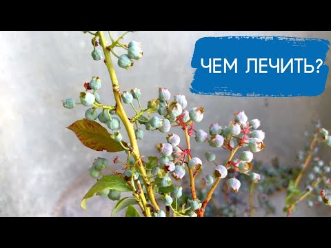Видео: Профилактика и лечение голубики от антракноза новым препаратом | Подсаживаю однолетку