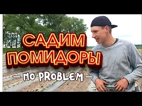 Видео: Как посадить 1 ГЕКТАР помидора за 17 ЧАСОВ???легко и просто!!!