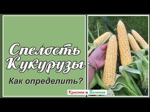 Видео: Как определить спелость кукурузы, когда убирать урожай