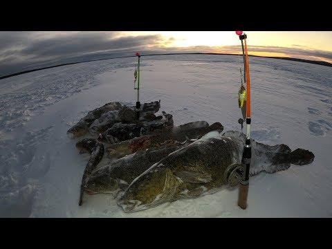 Видео: ВЕЧЕРНЯЯ ЛОВЛЯ НАЛИМА НА ОЗЕРЕ / BURBOT FISHING ON THE LAKE