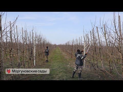 Видео: Моргуновские сады. Как выращивают яблоки в Калининградской области.