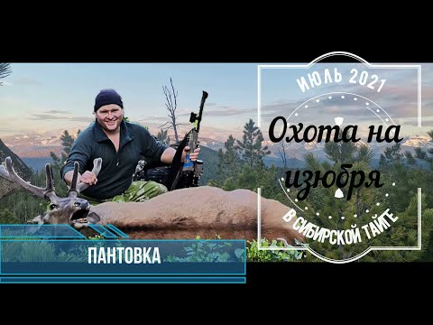 Видео: Охота на изюбря-пантача в сибирской тайге. Сибирь. Солонцы в тайге