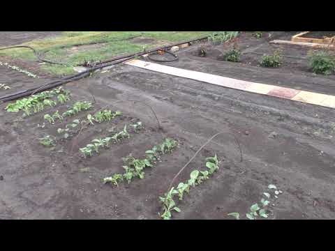 Видео: Обзор моего участка 6 июня