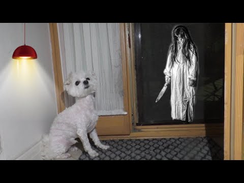 Видео: СЛЕПЫЕ ПРЯТКИ С ПРИЗРАКОМ В ЧУЖОМ ДОМЕ | кошачья история ужасов 3 серия