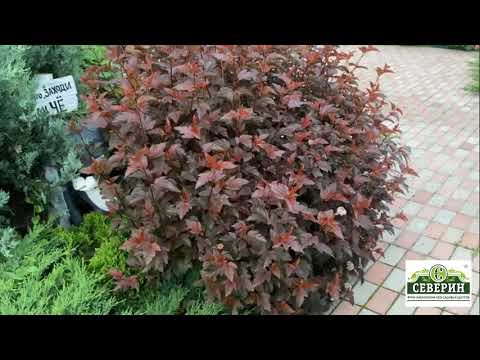 Видео: ШАР ИЗ ПУЗЫРЕПЛОДНИКА