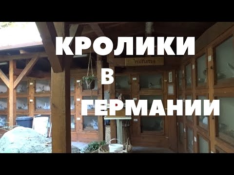 Видео: Содержание кроликов в Германии