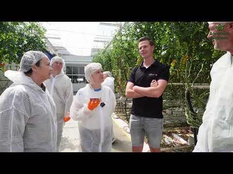 Видео: Борьба с ToBRFV и PepMV: Голландский опыт в теплицах Амстердама