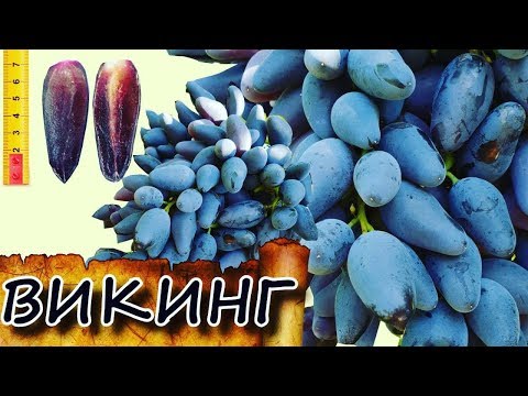 Видео: Виноград Викинг ( Grape Viking)