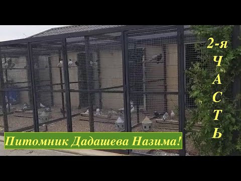 Видео: Питомник Бакинских голубей Назима Дадашева! 2 ч