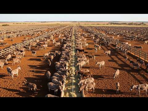 Видео: Самая большая ферма ослов и мулов в Бразилии!